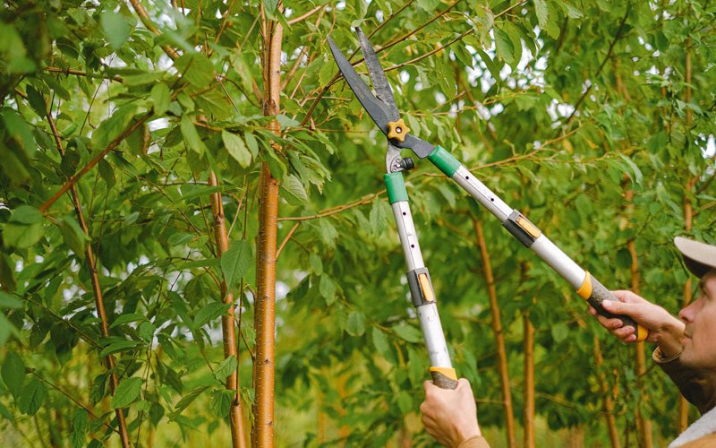 Tree trimming in Claremont, CA